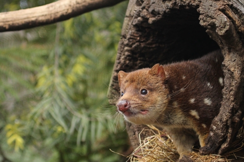 Hobart : billet d'entrée au sanctuaire de la faune de Bonorong