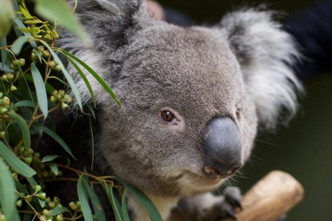 Hobart: toegangsbewijs voor Bonorong Wildlife Sanctuary