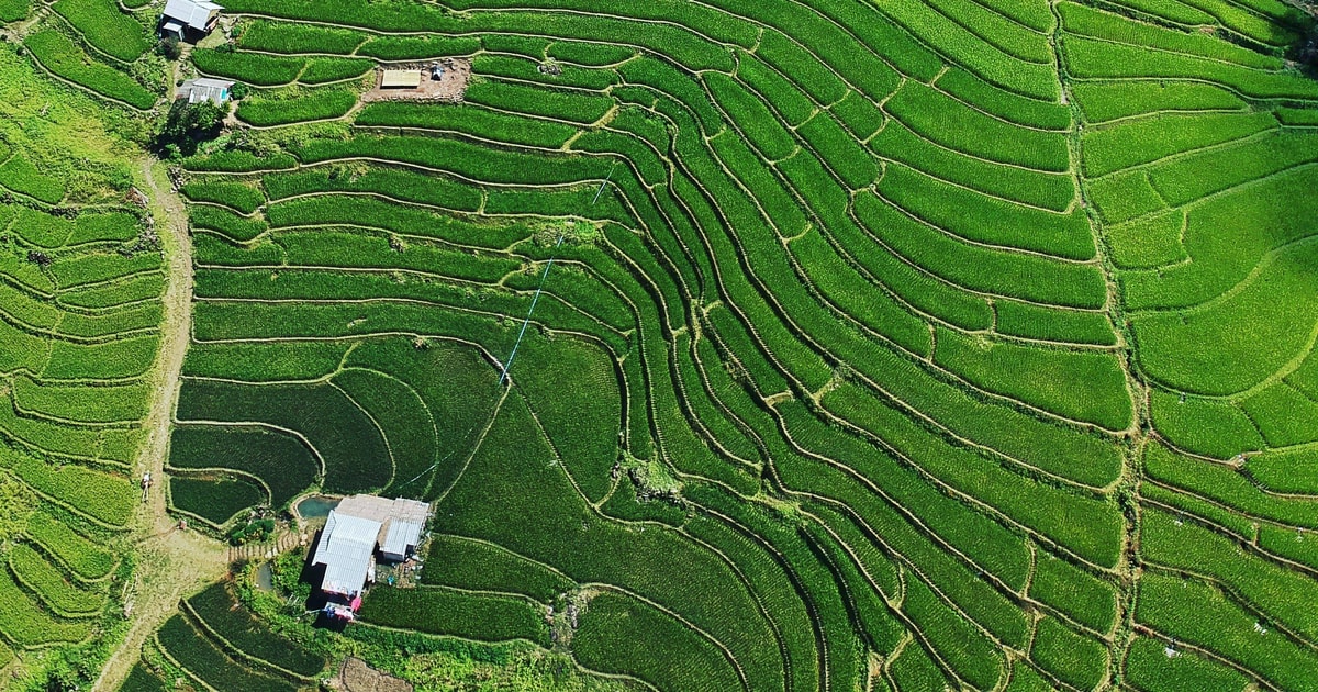Angami Terrace Rice Chiangmai Rice terrace: The stunning view in rainy season. | GetYourGuide