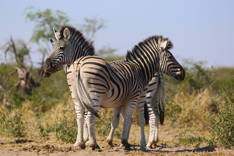 Victoria Falls: Zambezi Sunset Cruise & Botswana Chobe Park