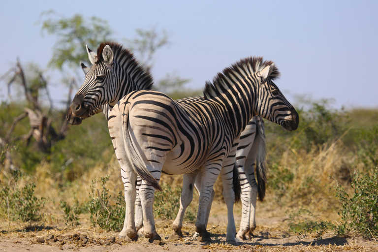 Victoria Falls: Zambezi Sunset Cruise & Botswana Chobe Park