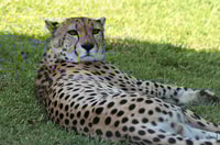 Selwo Aventura, boleto de admisión con acceso a la línea - Housity