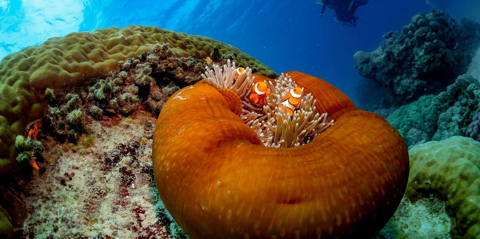 Cairns: Outer Great Barrier Reef Full-Day Tour with Lunch