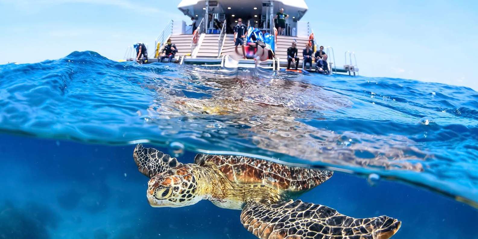Cairns: Outer Great Barrier Reef Full-Day Tour with Lunch