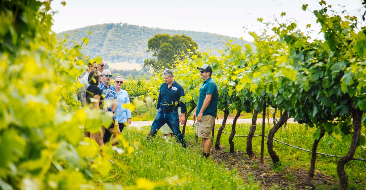 Hunter Valley: Wine, Cheese, and Chocolate Tasting Tour