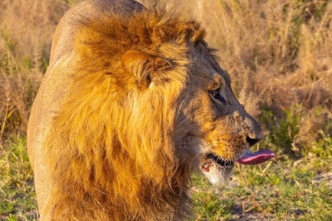 5-dniowe safari na kempingu w Tanzanii