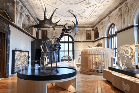 فيينا: تذكرة إلى متحف التاريخ الطبيعي