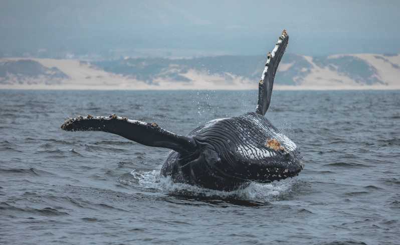 Monterey: crociera al tramonto con avvistamento di balene con una guida