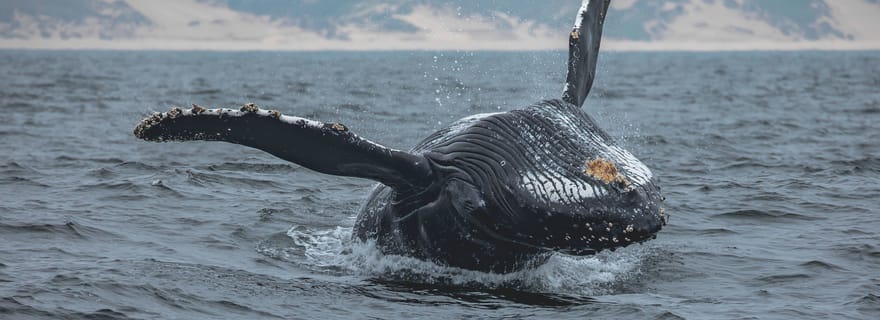 Monterey : baleines au coucher du soleil avec guide