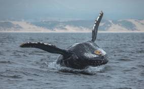 Monterey: Sunset Whale Watching Cruise with A Guide