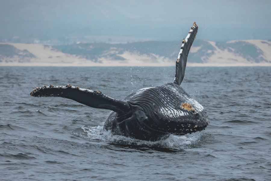 Monterey: Walbeobachtung bei Sonnenuntergang mit einem Guide. Foto: GetYourGuide