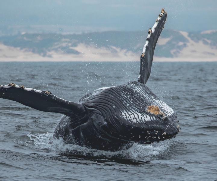 Monterey : baleines au coucher du soleil avec guide