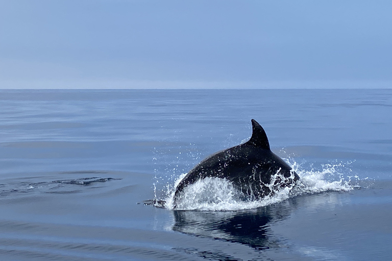 Lagos: Delfinbeobachtungstour