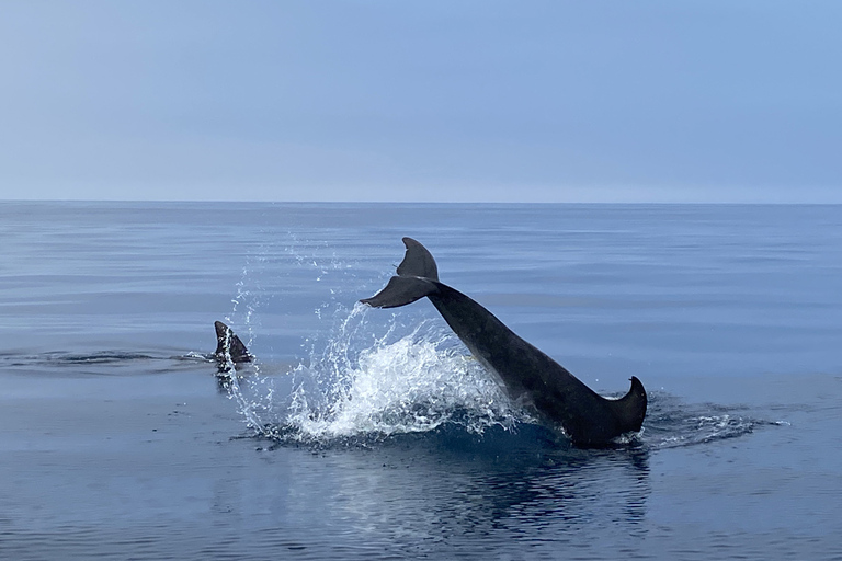 Lagos: Delfinbeobachtungstour