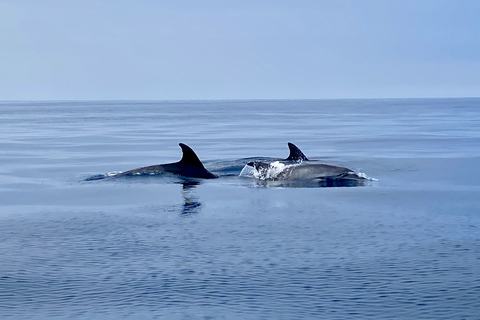 Lagos: Delfinbeobachtungstour