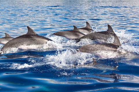 Lagos: Delfinbeobachtungstour