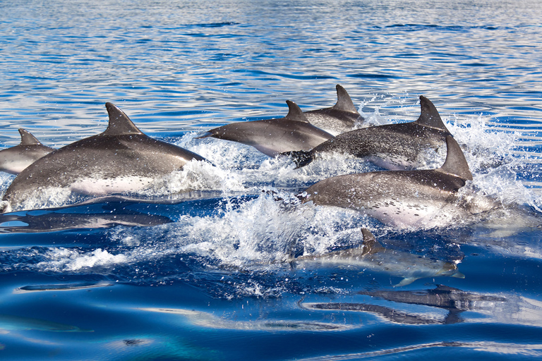 Lagos: Delfinbeobachtungstour