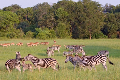 3 Tage 2 Nächte Panorama Tour & Kruger National Park SafariHotel Option