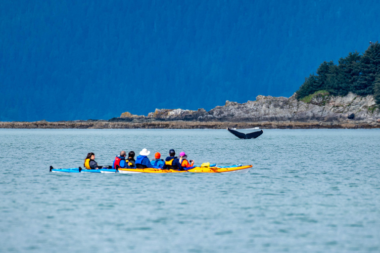 Juneau: Paddle with Whales Kayak Adventure