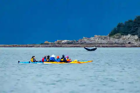 Juneau: Paddle with Whales Kayak Adventure