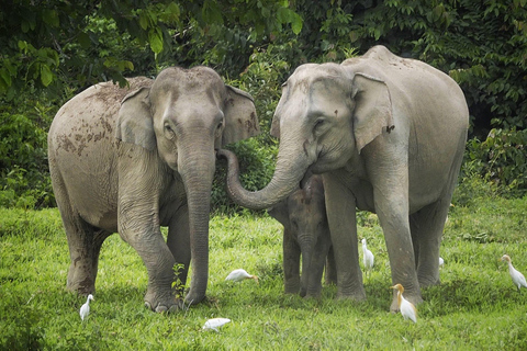 Hua Hin: Kui Buri National Park Wild Elephant Watching