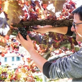 Tramonti: Vineyard & Winery Tour with Tasting & Appetizers