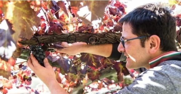 Tramonti: Weinberg- und Kellertour mit Verkostung und Aperitifs