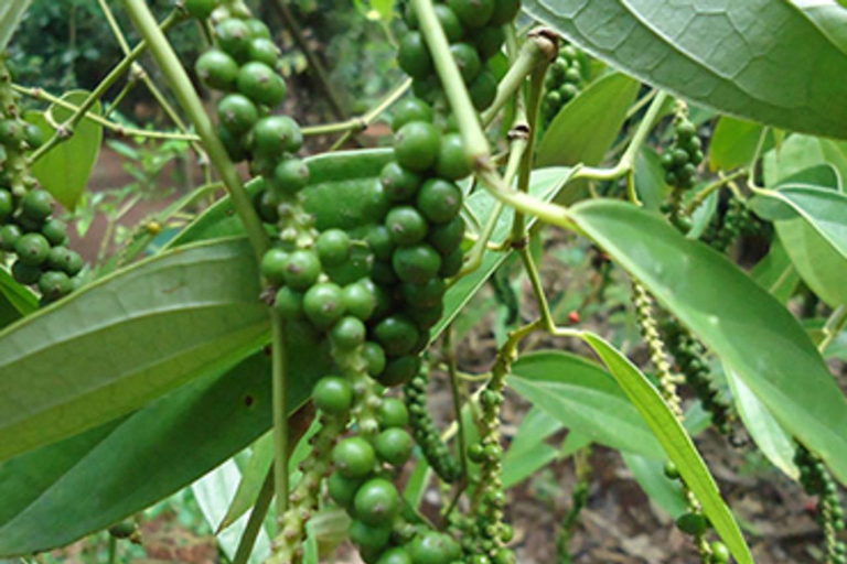 Zanzibar: Stone Town Tour, Spice Farm & Cooking Class