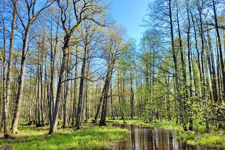 Great Ķemeri Bog & Swamp Forest Hiking Adventure Shared group tour