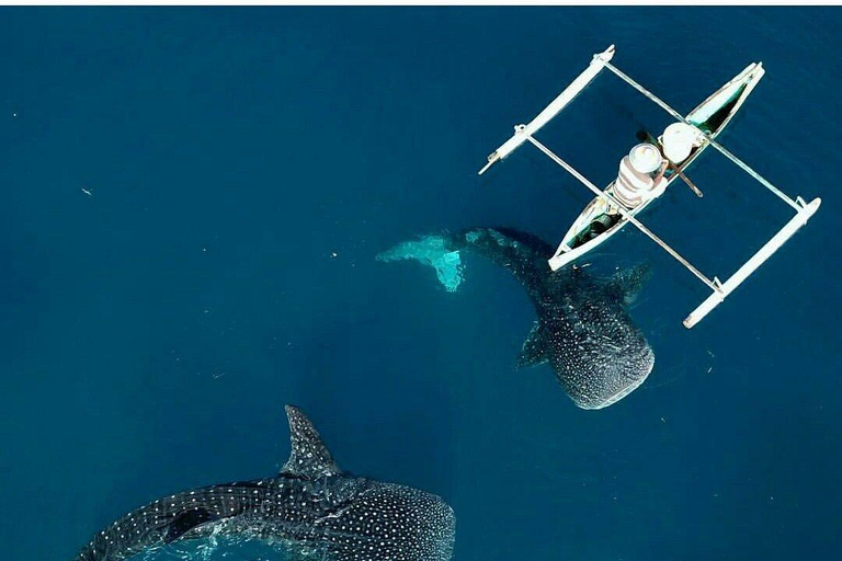 Lombok Trip: Sumbawa Whale Shark Snorkeling Trip with Boat