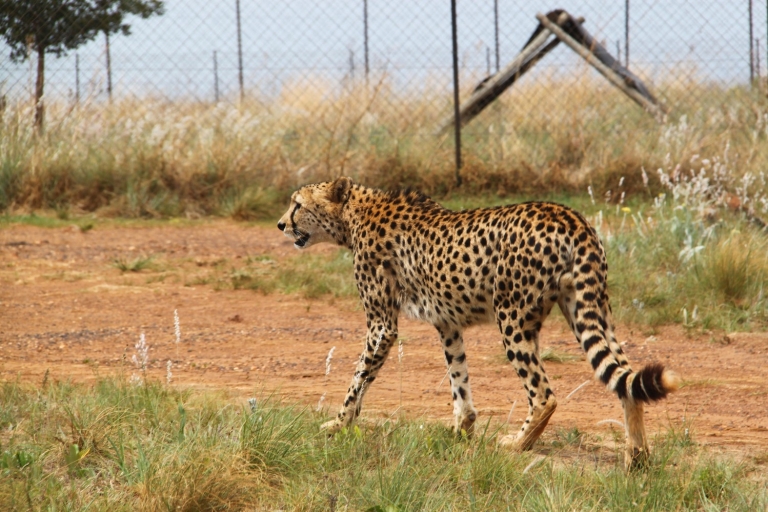 Van Johannesburg: Rhino & Lion Safari en Wonder Cave Tour