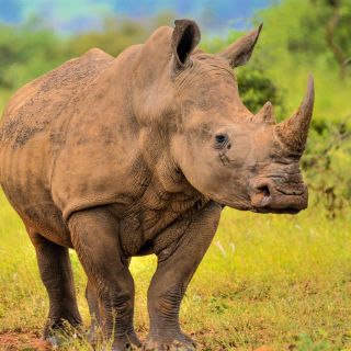 Da Johannesburg: safari di rinoceronti e leoni e tour della grotta delle meraviglie
