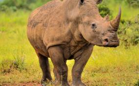 From Johannesburg: Rhino & Lion Safari and Wonder Cave Tour
