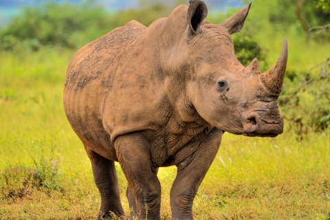 Van Johannesburg: Rhino & Lion Safari en Wonder Cave Tour