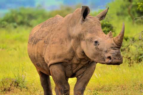 From Johannesburg: Rhino & Lion Safari and Wonder Cave Tour