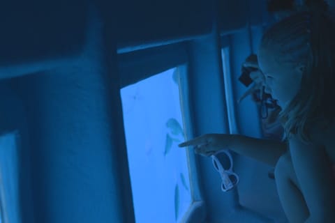 Roses : croisière sur la Costa Brava avec vue sous-marine