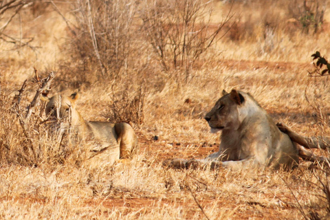 5 Tage Amboseli, Tsavo West und Ost-Safari ab Nairobi