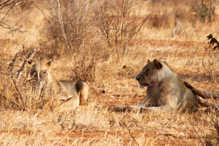 5 Tage Amboseli, Tsavo West und Ost-Safari ab Nairobi