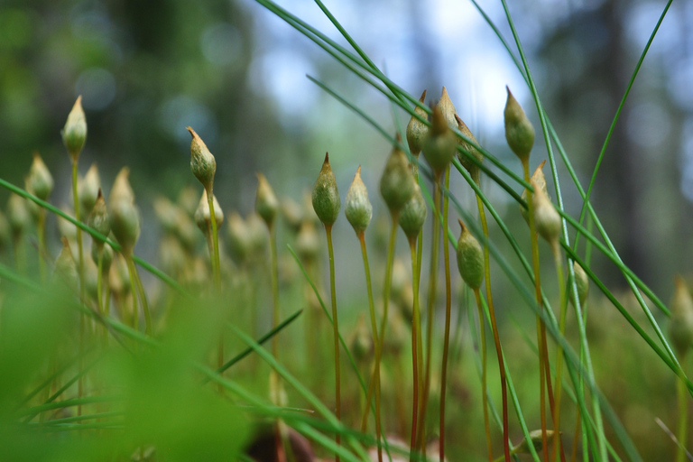 Forest Bathing in Stockholm nature with certified guide Forest bathing with tea-ceremony in mossy nature reserve