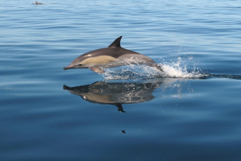 Albufeira: Jaskinia Benagil i rejs statkiem z delfinami