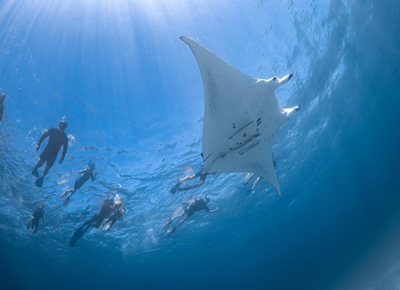 Coral Bay: Marine Eco Safari - Svøm med Manta Rays