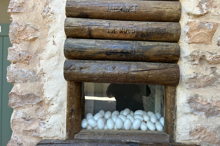 Djerba: Crocodiles, Guided Museum Tour & Free Souvenir