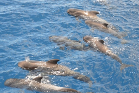Tenerife: visite privée d'observation des baleines et des dauphins