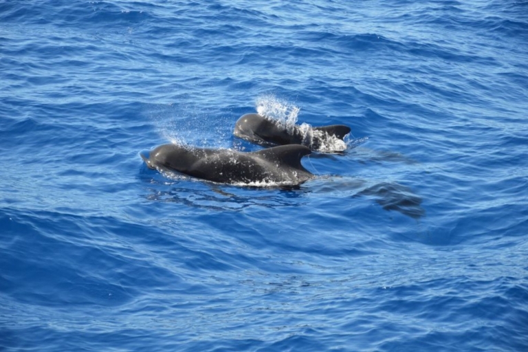 Tenerife: visite privée d'observation des baleines et des dauphins