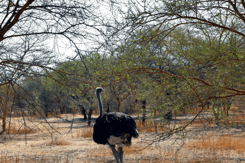 Safari i odkrywanie: rezerwat Bandia i laguna Somone