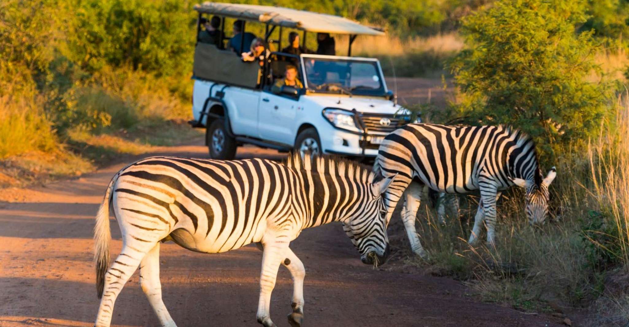 Kruger Park Scheduled Full day Safari Drive from Hoedspruit - Housity