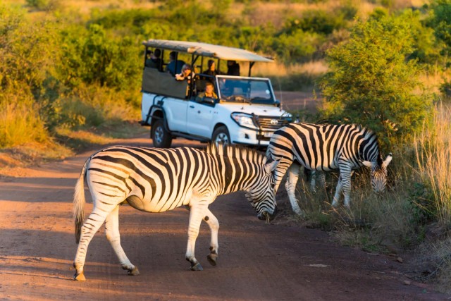 Visit Kruger Park Scheduled Full day Safari Drive from Hazyview in Kapama Private Game Reserve