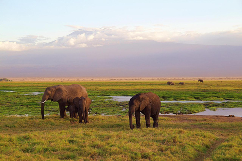 4-Days Tsavo East &West Safari From Nairobi with park fees,