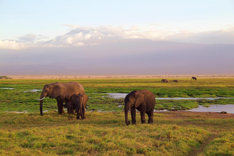 4-Days Tsavo East &West Safari From Nairobi with park fees,