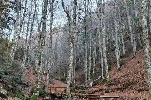 Private Guided Forest Trekking Tour